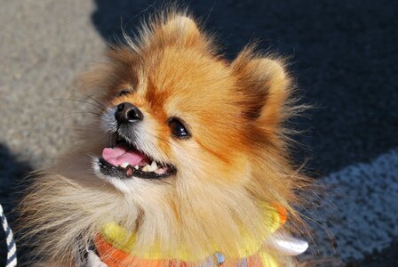 Pet happy dog smile