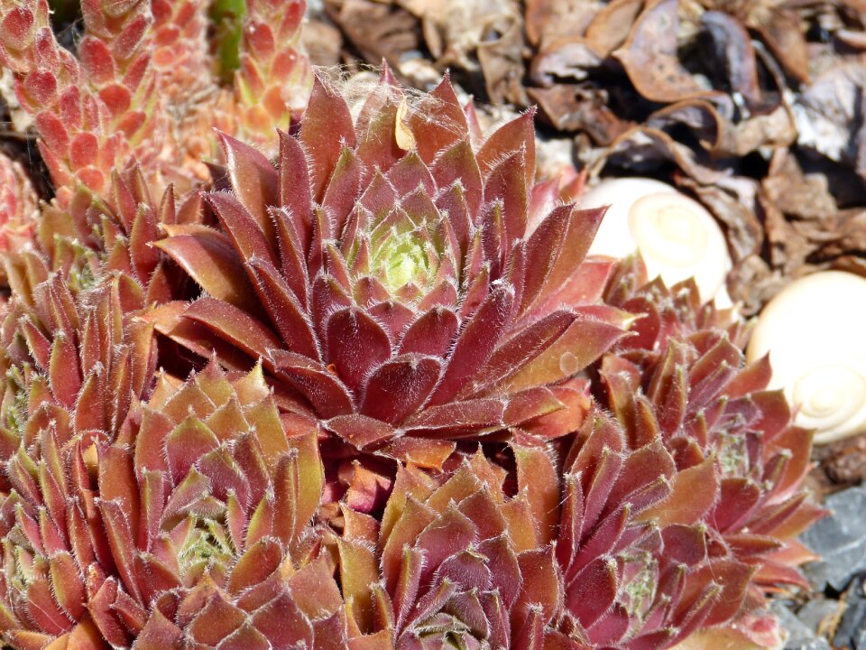 Brown sun blossom