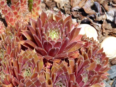 Brown sun blossom