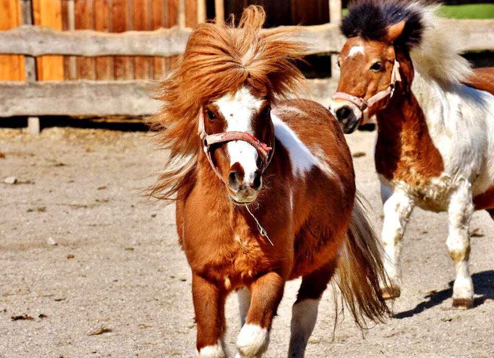 Animal pony