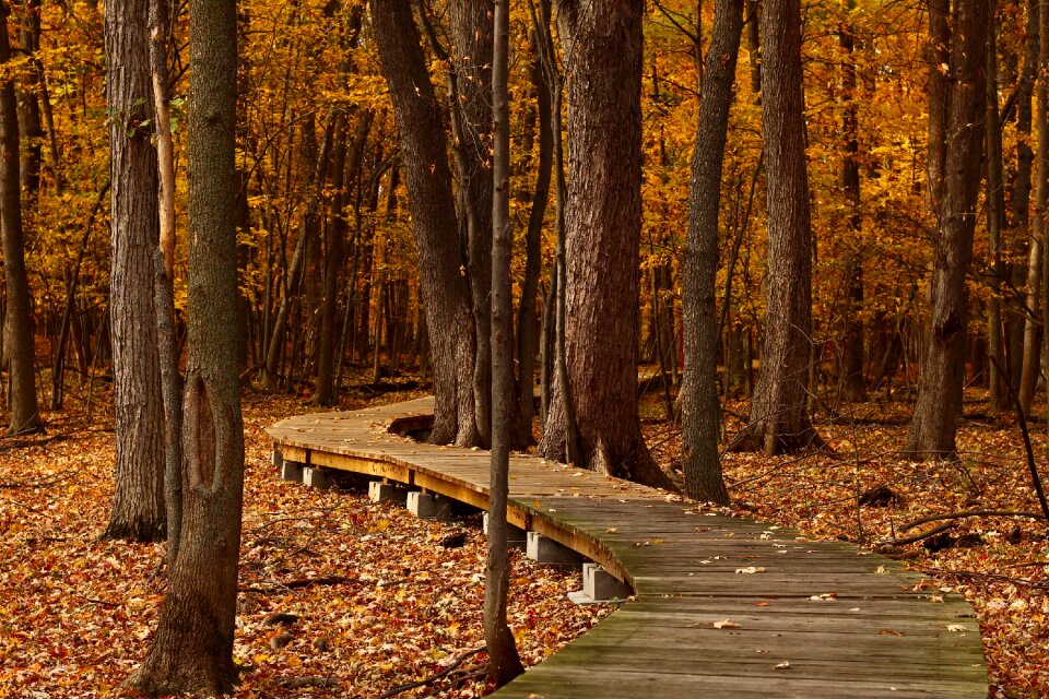 Trail foliage autumn