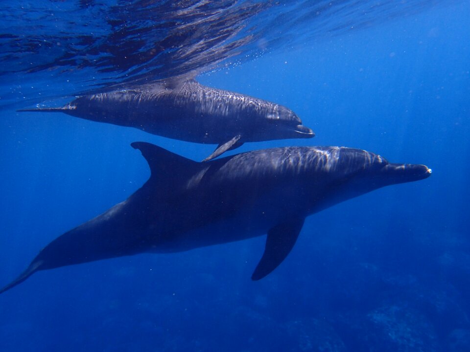 In water diving animal