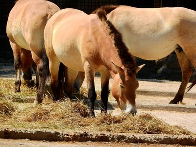 The prague zoo mongolian horse the takhi