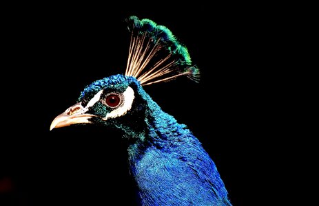 Animal feather nature