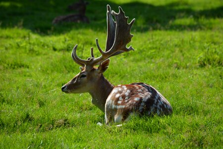 Enclosure animals antler