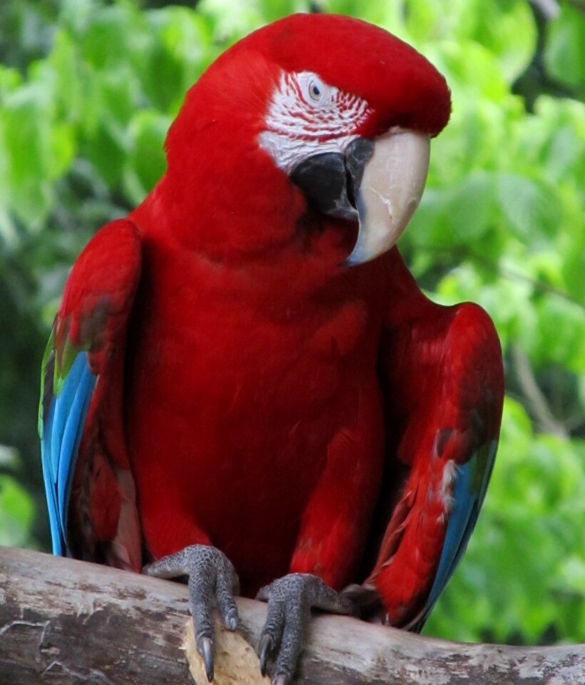 Colorful feather perched