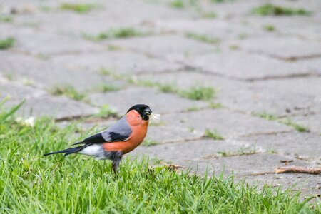 Nesting material expensive spring