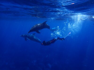 In water diving animal