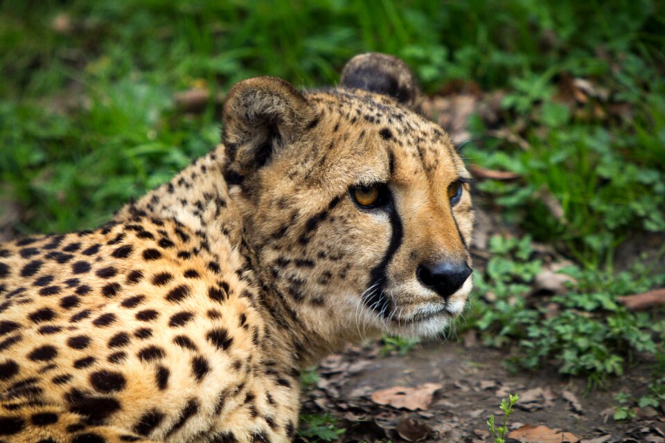 Animal predator leopard