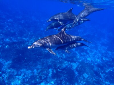 In water diving animal