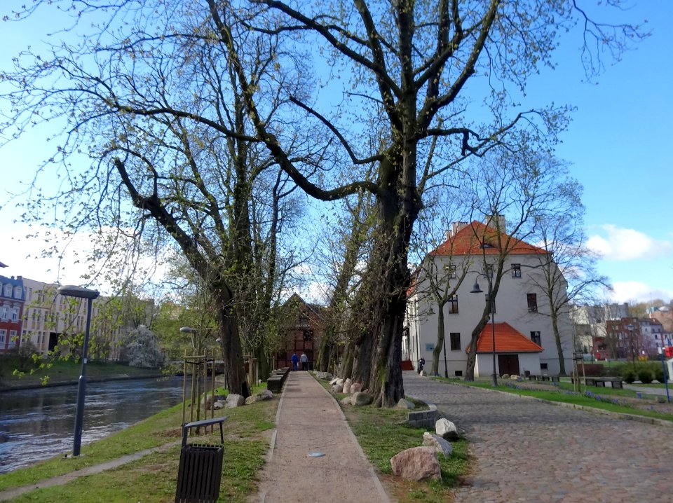 Bdg WM kasztany2 5-2015