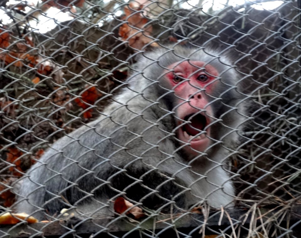 Bdg zoo 1 12-2014
