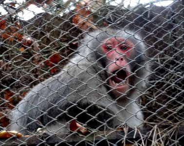 Bdg zoo 1 12-2014