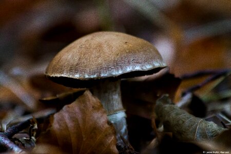 Natural forest denmark