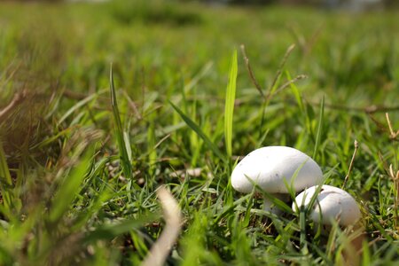 Grass mushroom nature