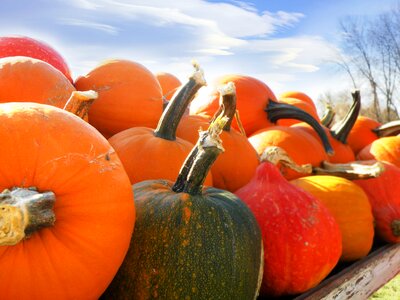 Pumpkins ands gourds autumn thanksgiving