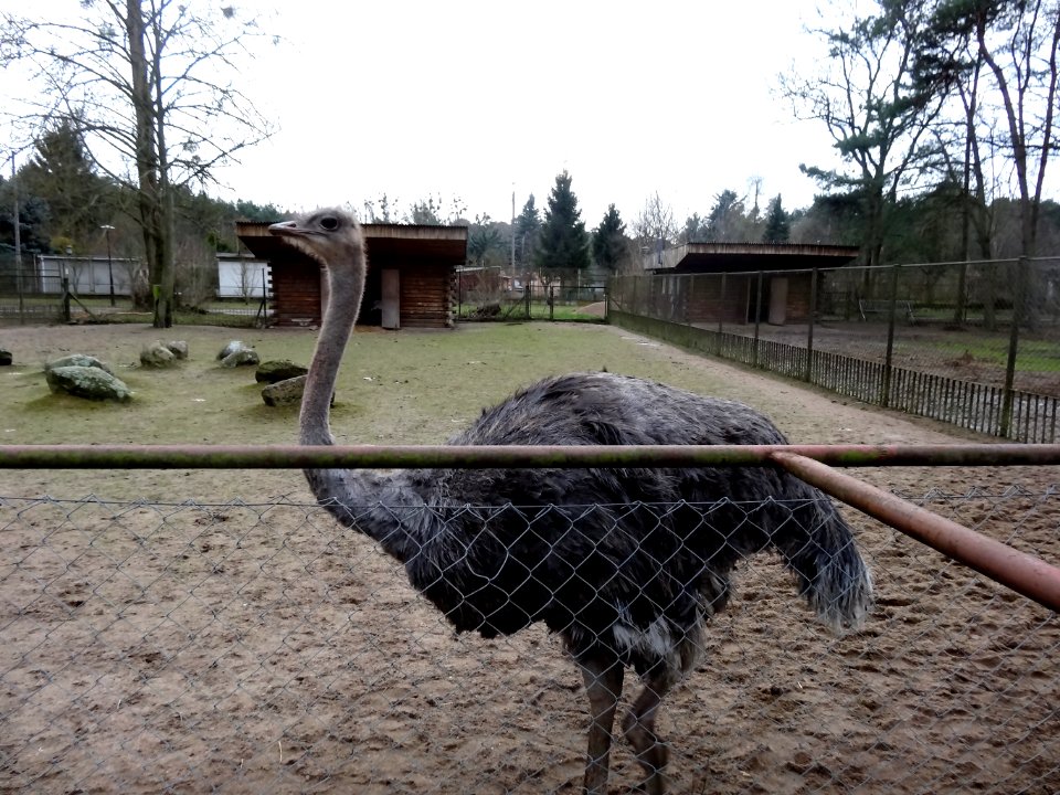 Bdg zoo 27 12-2014