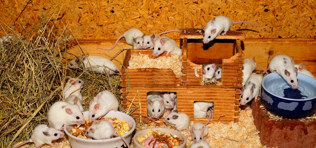 Rodents close up fur