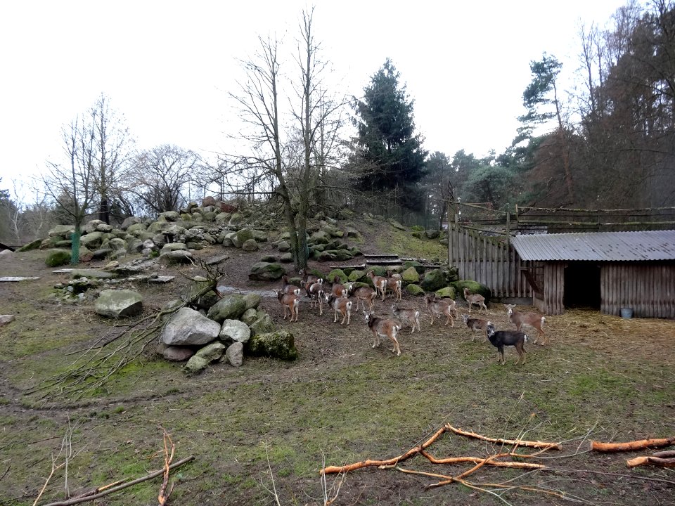 Bdg zoo 16 12-2014