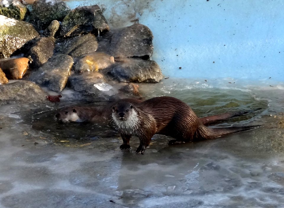 Bdg zoo 21 01-2015
