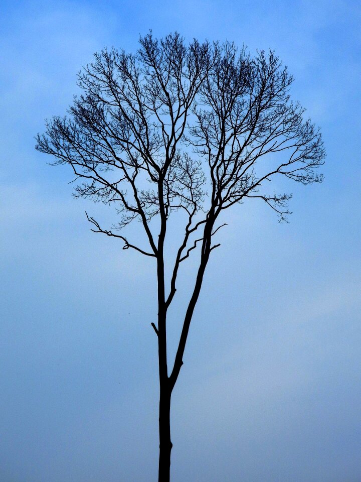 Nature sunset solitude