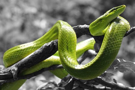 Grass snake scale color dash