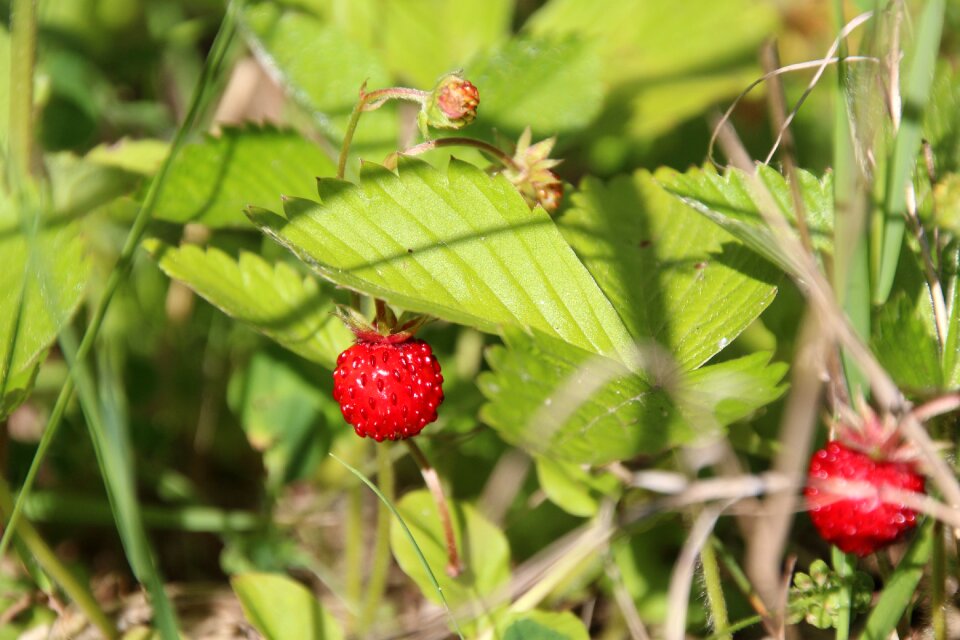 Wild strawberries berry red