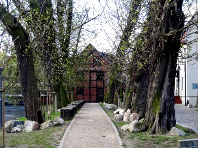 Bdg WM kasztany1 5-2015