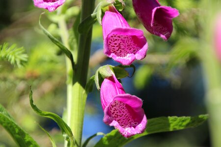 Poisonous plant flower toxic