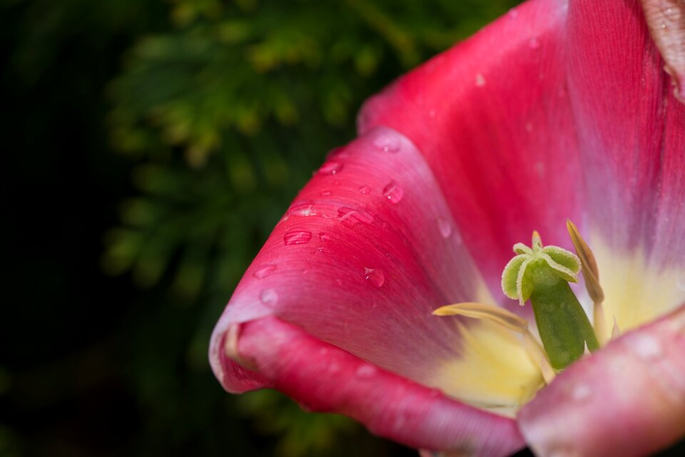 Bloom petals pistil