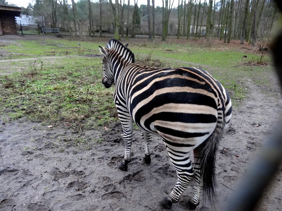 Bdg zoo 26 12-2014
