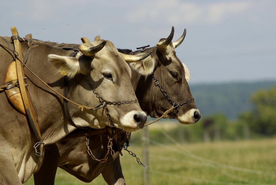 Nature ruminant livestock