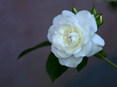 Flower single garden