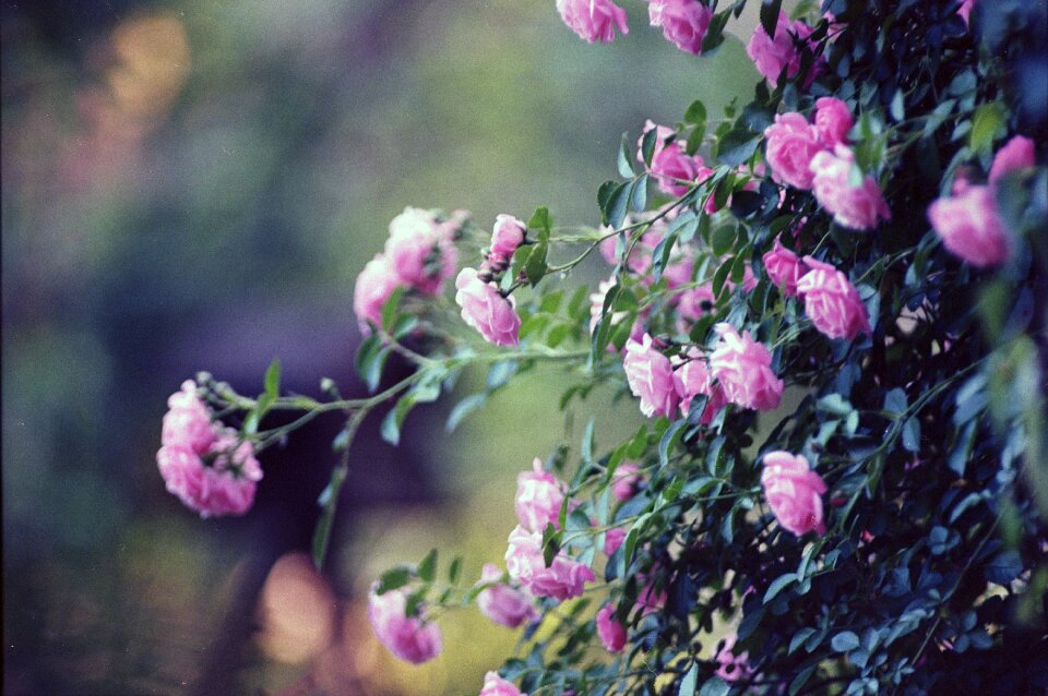 Love petal romantic