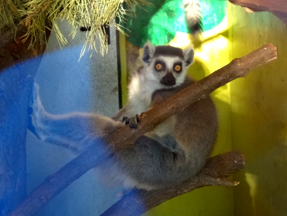 Bdg zoo 25 01-2015