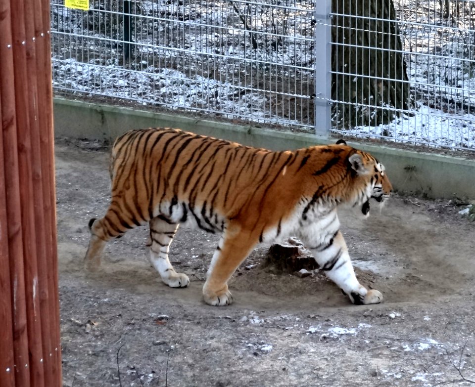 Bdg zoo 11 01-2015