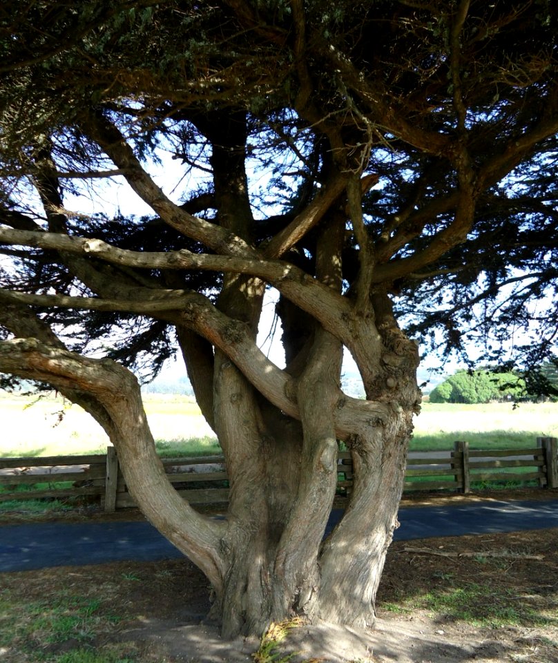 Beach tree near Half-Moon-Bay California