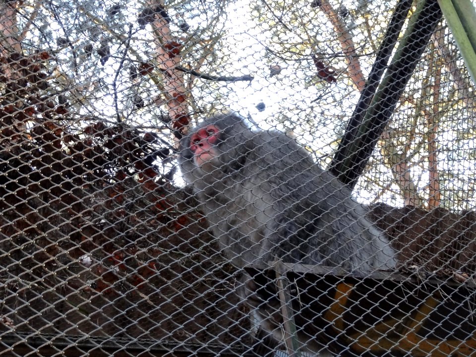 Bdg zoo 29 01-2015