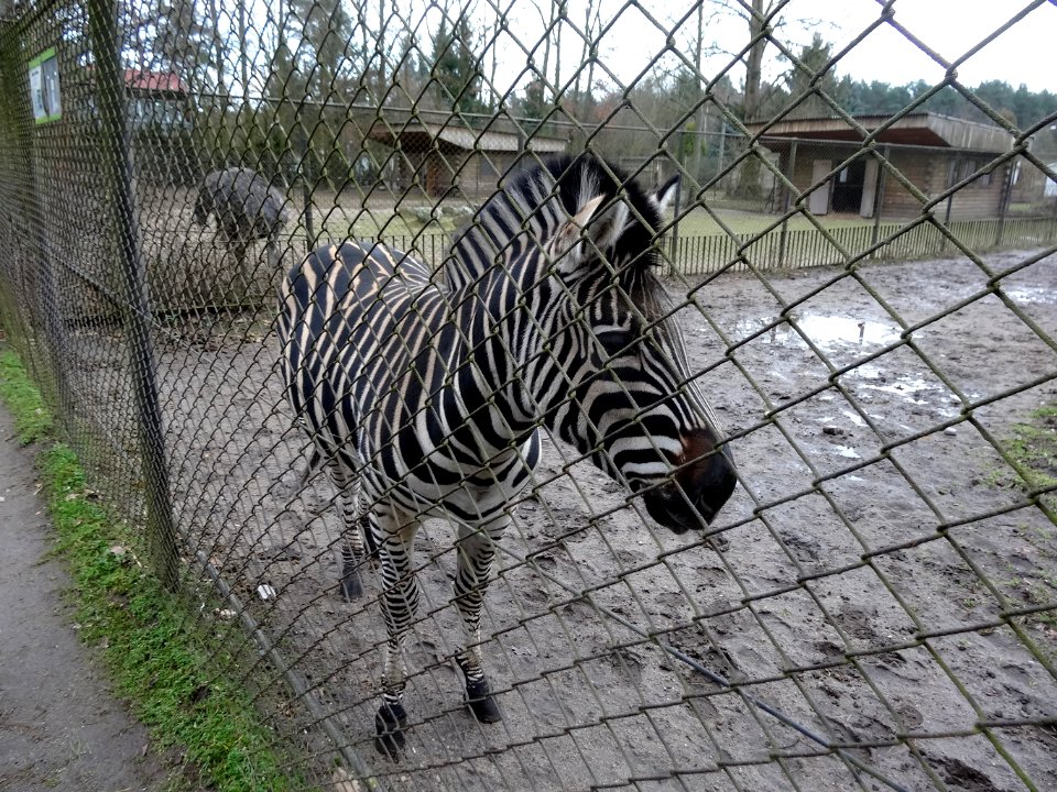 Bdg zoo 25 12-2014