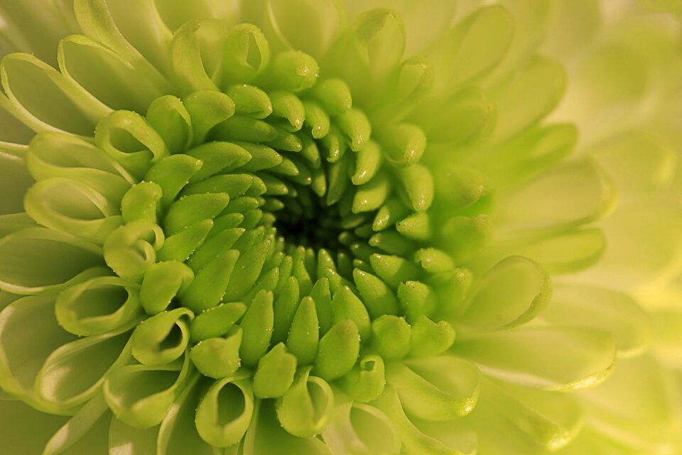 Flowering flora aster