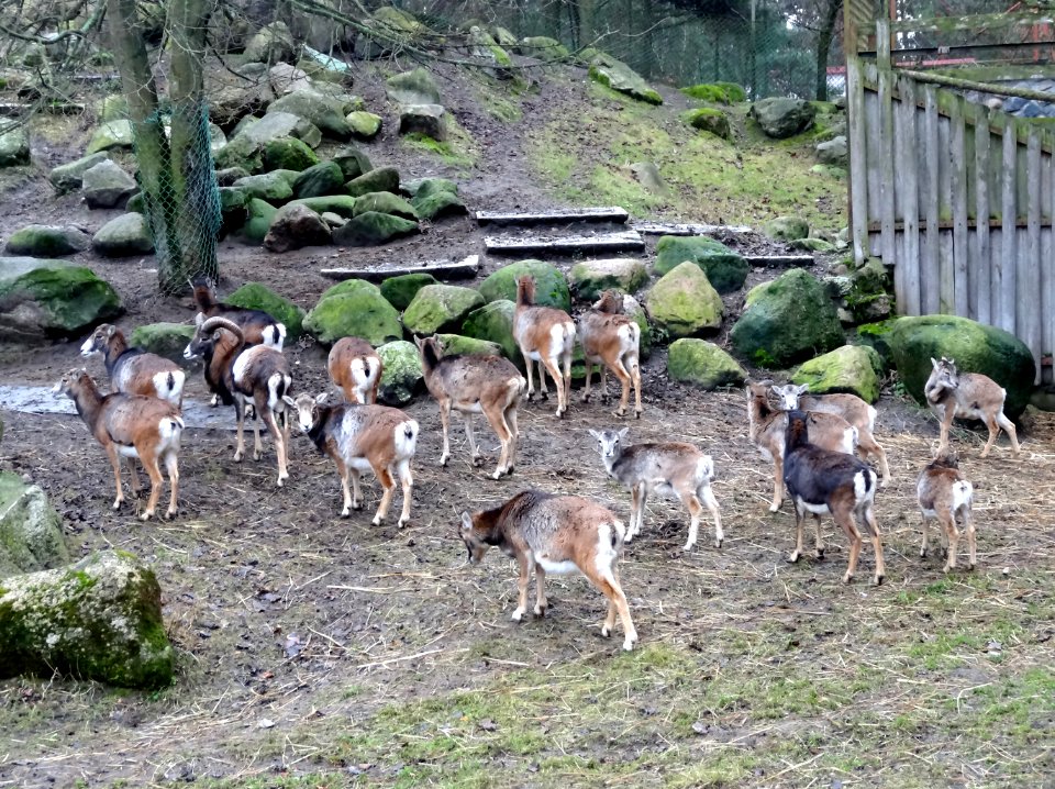 Bdg zoo 17 12-2014
