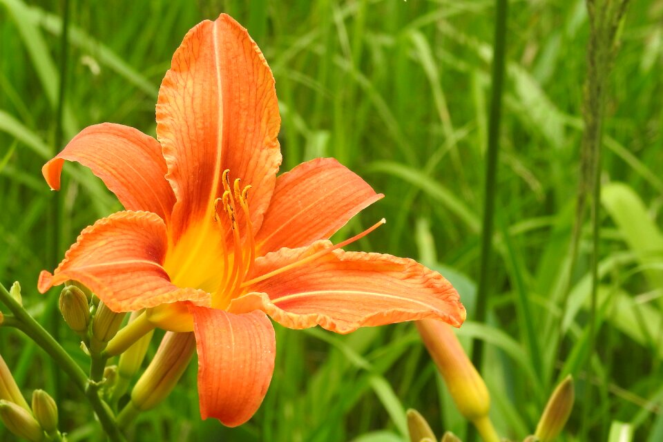 Bloom flower garden