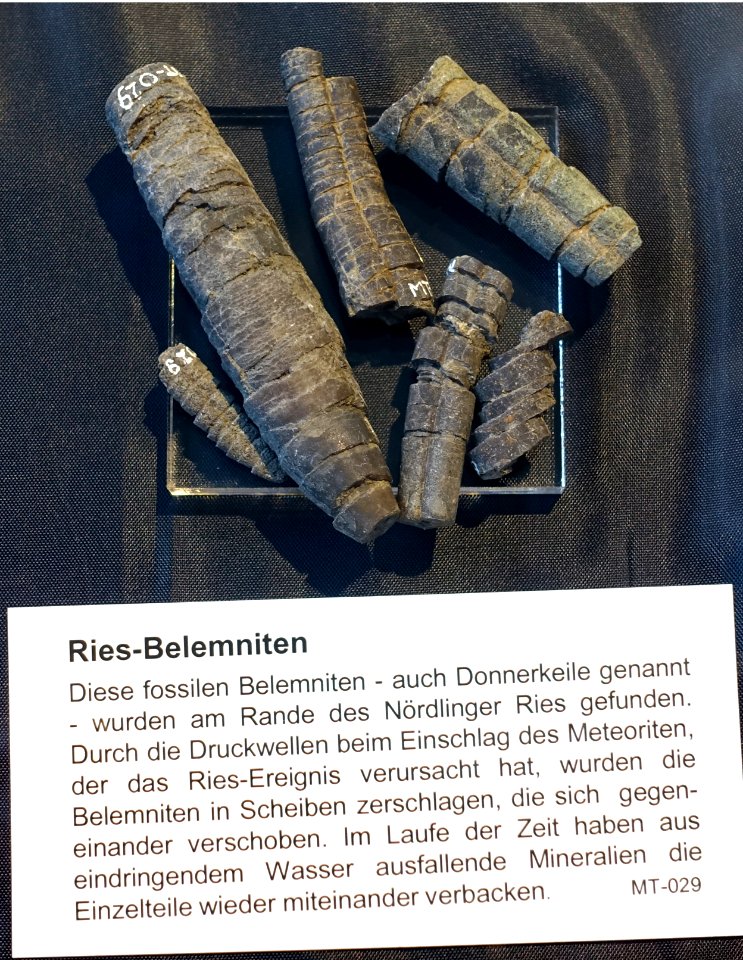 Belemnites fractured by meteor impact, from the Nördlinger Ries - Naturhistorisches Museum Nürnberg - Nuremberg, Germany - DSC04174