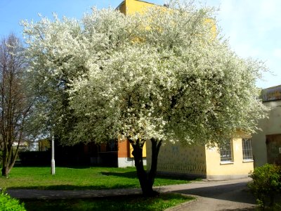 Bdg wiosnaSzwederowo 05-2013