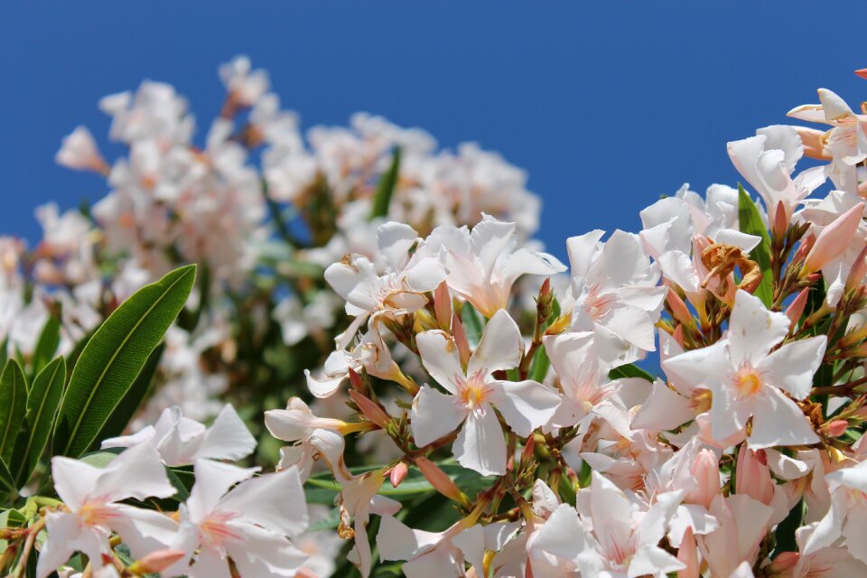 Flowers summer plant
