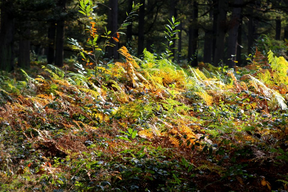 Belle Forêt (232209731)