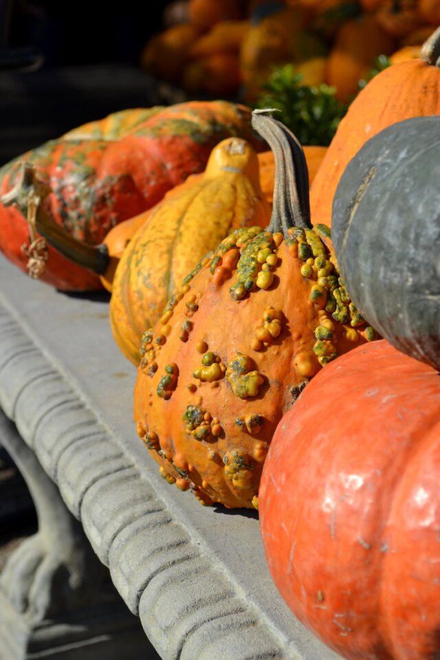 Fall harvest decoration