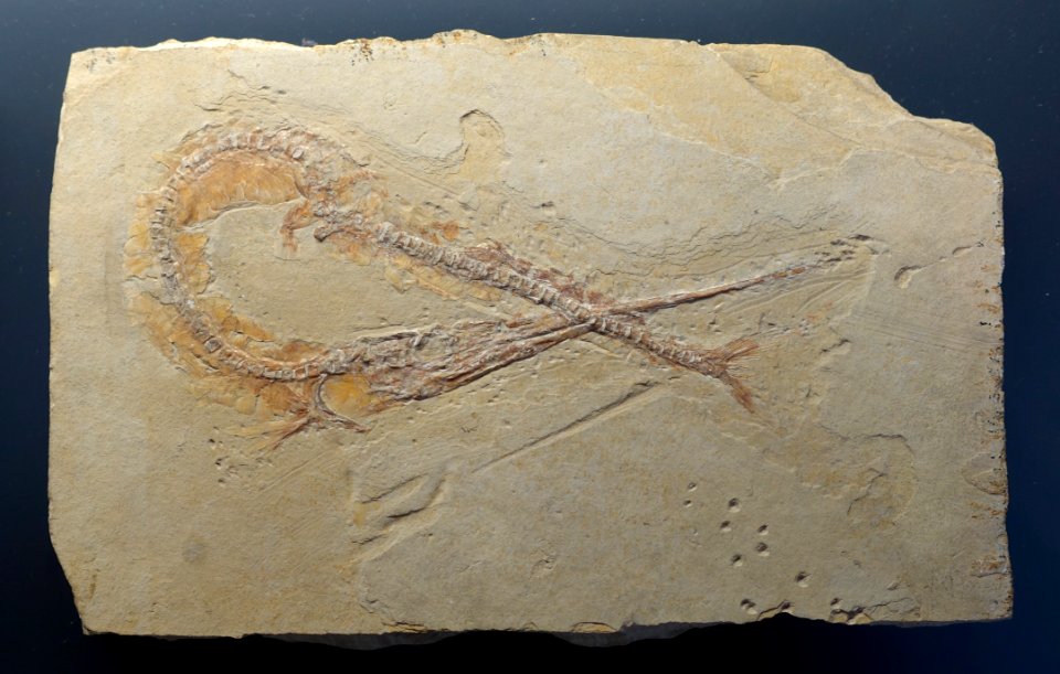 Belenostomus muensteri - Museum fur Naturkunde, Berlin - DSC00002