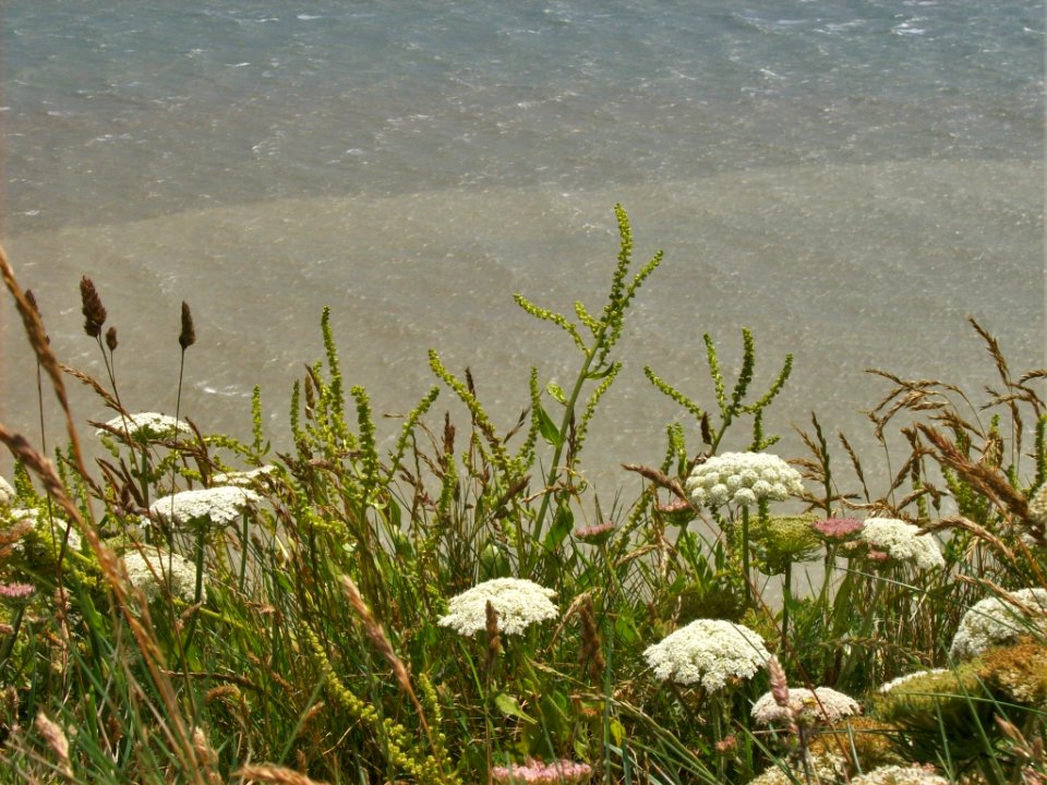 Beachy Head 9, flowers on the edge