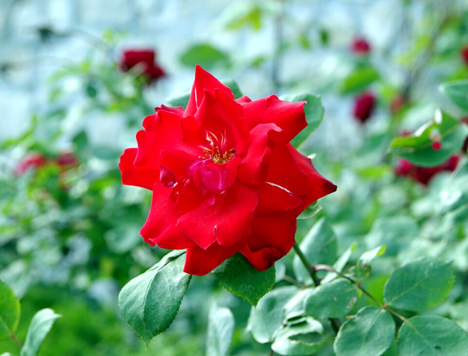 The petals single green background